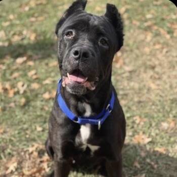 Betty (fka MoMo) -  Cane Corso Dog for Adoption in Manchester, Pennsylvania - Betty (fka MoMo) | PetCurious