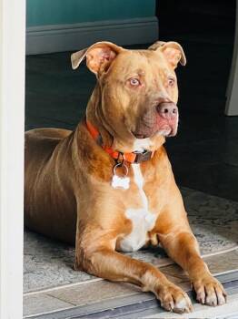 Pit Bull Terrier and Mixed Breed Dogs Available for Adoption in Sebastian, Florida - Tom Brady | PetCurious