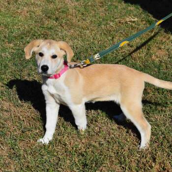 Stella -  Mixed Breed Dog for Adoption in Searcy, Arkansas - Stella | PetCurious