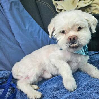 Mixed Breed Dogs Available for Adoption - Snowball | PetCurious