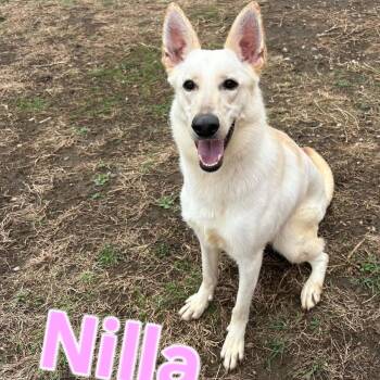 Nilla -  German Shepherd Dog Dog for Adoption in Cedar Rapids, Iowa - Nilla | PetCurious
