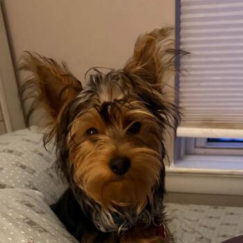 Yorkshire Terrier Dogs Available for Adoption - Leo | PetCurious