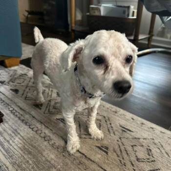 Max -  Maltese and Mixed Breed Dog for Adoption in Campton Hills, Illinois - Max | PetCurious