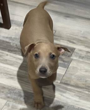 Rescue Terrier Dogs for Adoption in Sarasota, Florida - KeKe | PetCurious