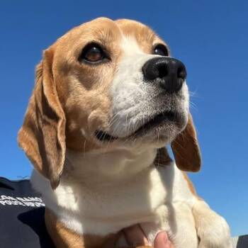 Impala -  Beagle Dog for Adoption in Pacific Grove, California - Impala | PetCurious