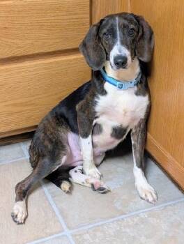 Lulu -  Beagle Dog for Adoption in Scottsburg, Indiana - Lulu | PetCurious