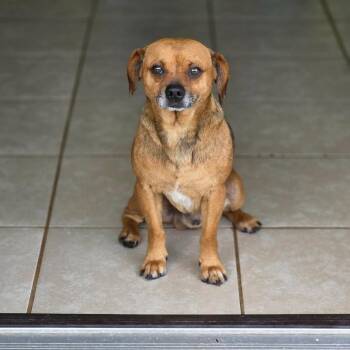 Hoot -  Chihuahua Dog for Adoption in Jackson, Missouri - Hoot | PetCurious