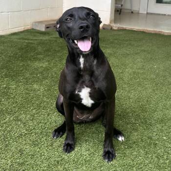 Liberty 7307 -  Retriever and Mixed Breed Dog for Adoption in Loxahatchee Groves, Florida - Liberty 7307 | PetCurious