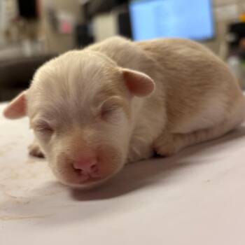 Jack Russell Terrier Dogs Available for Adoption in Yuma, Arizona - Polo | PetCurious