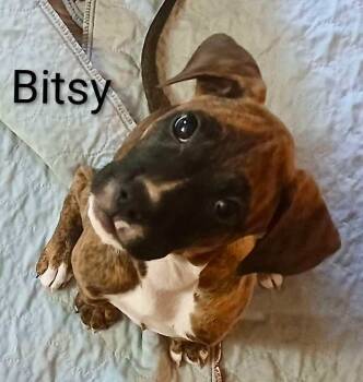 Rescue Pit Bull Terrier and Boxer Dogs for Adoption - Bitsy (Sunny Days Ahead 2025) | PetCurious