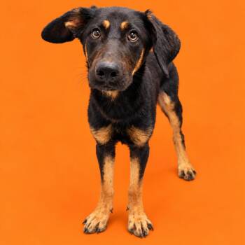 Frankenstein -  Shepherd and Mixed Breed Dog for Adoption in Concord, North Carolina - Frankenstein | PetCurious