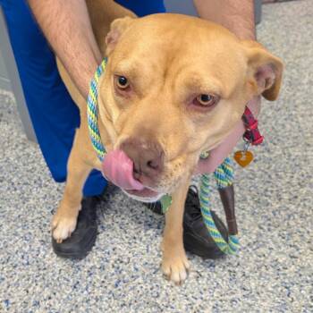 Pit Bull Terrier Dogs Available for Adoption - Zoom Zip | PetCurious