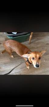 Fritz -  Dachshund and Corgi Dog for Adoption in Winchester, Indiana - Fritz | PetCurious