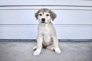 Rescue Great Pyrenees and Pit Bull Terrier Dogs for Adoption in Frisco, Texas - Wednesday | PetCurious