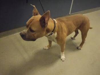 TITUS -  Pit Bull Terrier Dog for Adoption in Doral, Florida - TITUS | PetCurious