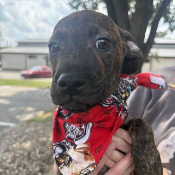 Daryl -  Boxer and Beagle Dog for Adoption in Louisville, Kentucky - Daryl | PetCurious