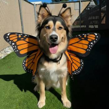 This is LORELEI - beautiful young female mixed breed - PLS WATCH -  Husky Dog for Adoption in Clifton, New Jersey - This Is LORELEI - Beautiful Young Female Mixed Breed - PLS WATCH | PetCurious