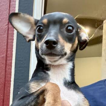 Chihuahua Dogs Available for Adoption - Monica | PetCurious