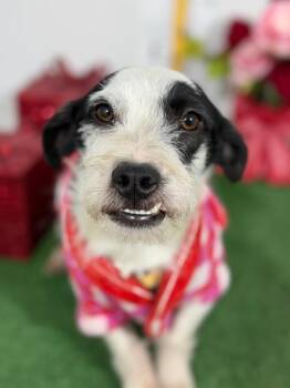 Marshmallow-One of our Amazing Rescue Dogs -  Parson Russell Terrier and Border Terrier Dog for Adoption in Carlsbad, California - Marshmallow-One Of Our Amazing Rescue Dogs | PetCurious