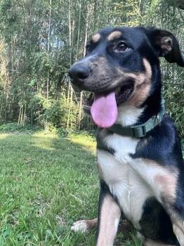 Colonel -  Mixed Breed Dog for Adoption in Chamblee, Georgia - Colonel | PetCurious
