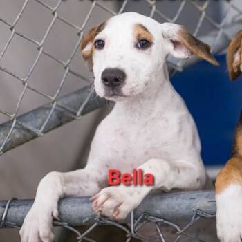 Rescue English Bulldog Dogs for Adoption in New York, New York - Bella | PetCurious