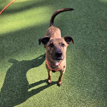 August -  Mixed Breed Dog for Adoption in Wantagh, New York - August | PetCurious