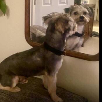 Yorkshire Terrier Dogs Available for Adoption - Bo - Easy 13 Lb Yorkie Mix | PetCurious