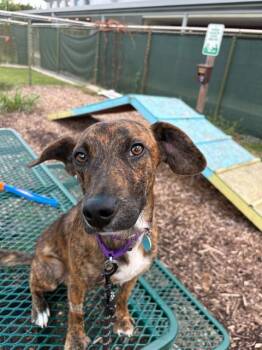 BUDDY -  Hound and Mixed Breed Dog for Adoption in Leesburg, Virginia - BUDDY | PetCurious