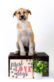 Husky Dogs Available for Adoption in Brighton, Colorado - 362-26 | PetCurious