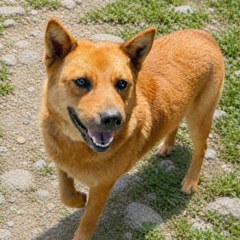 Chow Chow Dogs Available for Adoption in Boerne, Texas - Happy | PetCurious