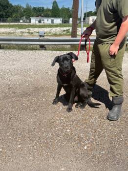 Milo -  Labrador Retriever Dog for Adoption in Sorrento, Louisiana - Milo | PetCurious