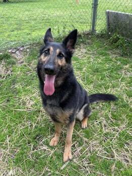 Beauty -  German Shepherd Dog Dog for Adoption in Suamico, Wisconsin - Beauty | PetCurious