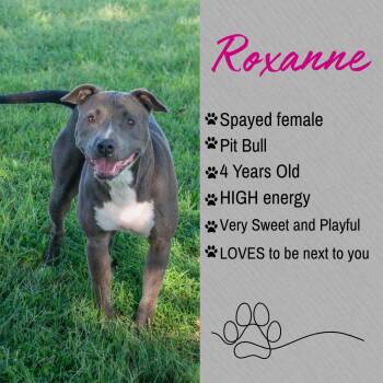 Roxanne -  Pit Bull Terrier Dog for Adoption in Junction City, Kansas - Roxanne | PetCurious