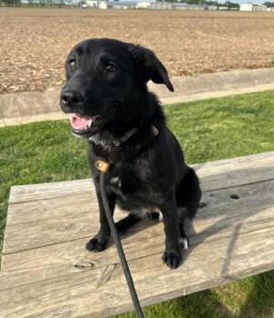 Labrador Retriever Dogs Available for Adoption in Evansville, Indiana - Raspberry | PetCurious