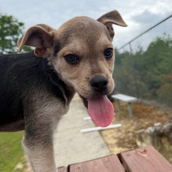 Goober (Brown) -  Mixed Breed Dog for Adoption in Blairsville, Georgia - Goober (Brown) | PetCurious