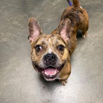 Boggle -  Mixed Breed Dog for Adoption in Dekalb, Illinois - Boggle | PetCurious