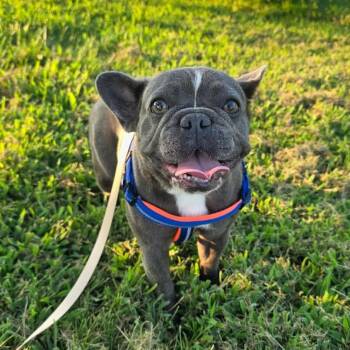 Paloma -  French Bulldog Dog for Adoption in Jackson, Missouri - Paloma | PetCurious
