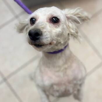 Miniature Poodle Dogs Available for Adoption in Birmingham, Alabama - Leona | PetCurious