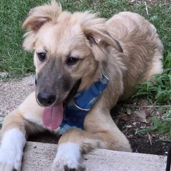 Goose -  Komondor and Great Pyrenees Dog for Adoption in Cedar Park, Texas - Goose | PetCurious