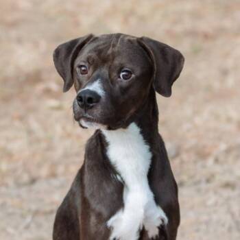 Johnson -  Boxer and Pointer Dog for Adoption in Mansfield, Texas - Johnson | PetCurious