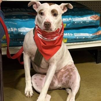 Rescue Pit Bull Terrier Dogs for Adoption in Fairfax, Virginia - Simone G | PetCurious