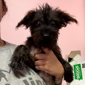 Pepper -  Miniature Schnauzer and Mixed Breed Dog for Adoption in Webster, Texas - Pepper | PetCurious