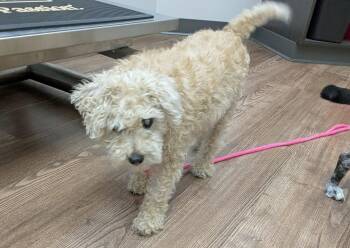 Winney -  Terrier Dog for Adoption in Powell, Ohio - Winney | PetCurious