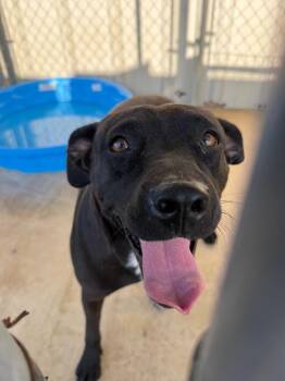 Delilah -  Pit Bull Terrier Dog for Adoption in Brownwood, Texas - Delilah | PetCurious