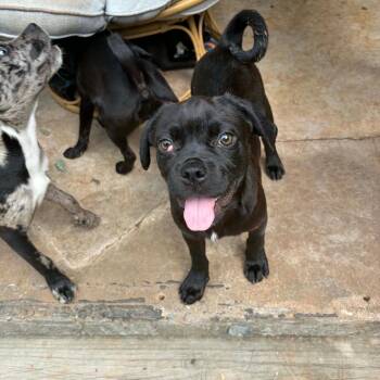 Haze -  Pug and Mixed Breed Dog for Adoption in Newcastle, Oklahoma - Haze | PetCurious