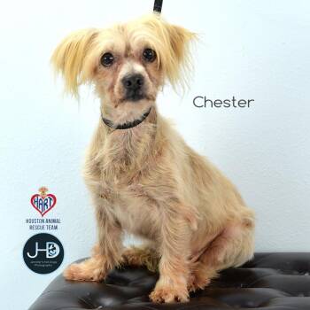 Chester -  Shih Tzu and Yorkshire Terrier Dog for Adoption - Chester | PetCurious