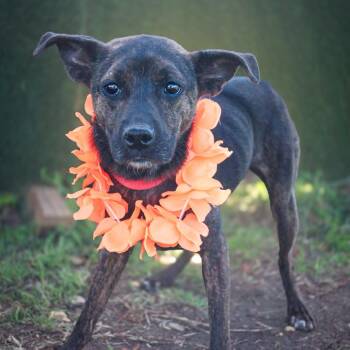 Mixed Breed Dogs Available for Adoption in Spokane, Washington - Maxx | PetCurious