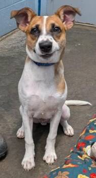 Nano -  Mixed Breed Dog for Adoption in Evansville, Indiana - Nano | PetCurious