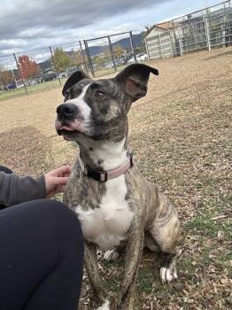 Rescue Pit Bull Terrier Dogs for Adoption in Napa, California - Esme | PetCurious