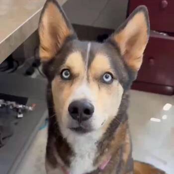 Koda -  Siberian Husky Dog for Adoption in Carlin, Nevada - Koda | PetCurious